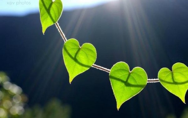 Боже, ты есть любовь объединяющая все сущее во вселенной