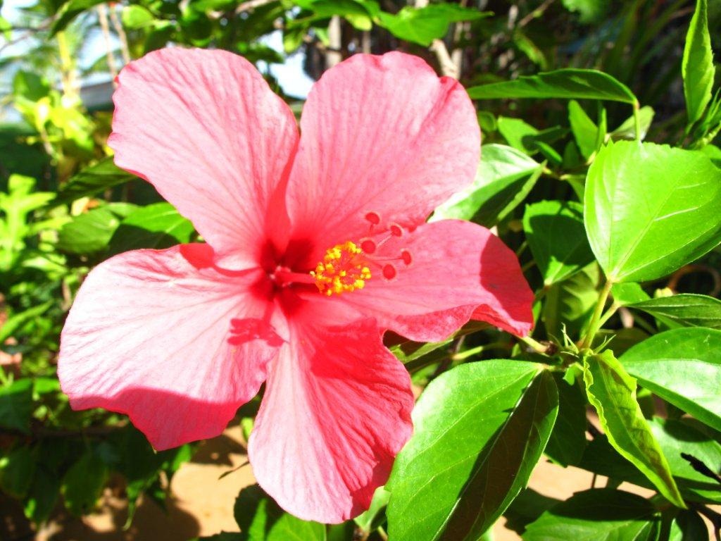 С праздником 8 Марта! Рассылка Рами, март 2011 (03.03.2011)