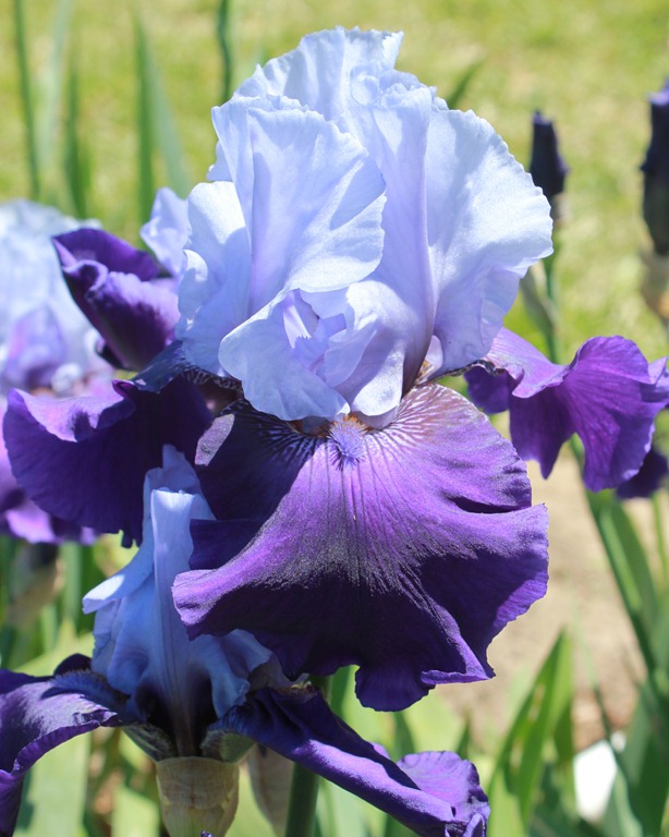 Рассылка Рами, июнь 2011 (14 июня)