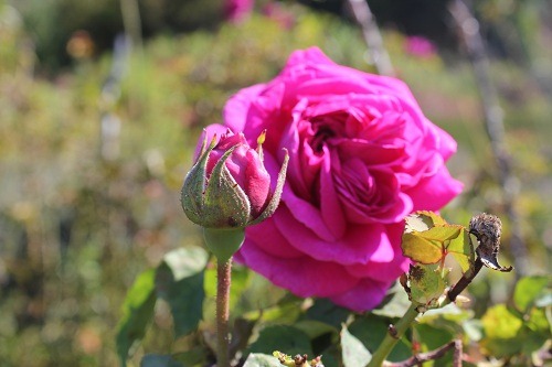 Рассылка Рами, сентябрь 2011 (16 сентября)