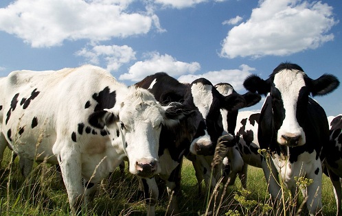 cows.jpg