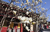 Рами БЛЕКТ: путешествие в Китай — даосский храм «Белые облака»