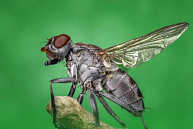 Ученые назвали комнатных мух источником рака 