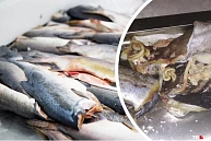Рыба и морепродукты отравляют нас.
