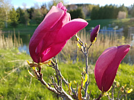 Когда вы любите то, что есть, И то, что происходит в жизни,ТОГДА страдания уходят (блог Рами)